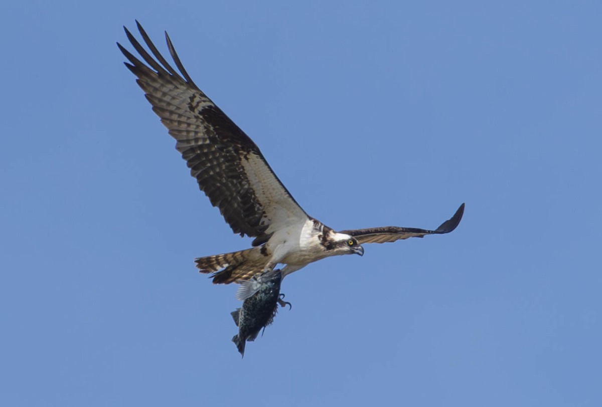 Osprey (carolinensis) - ML613851359