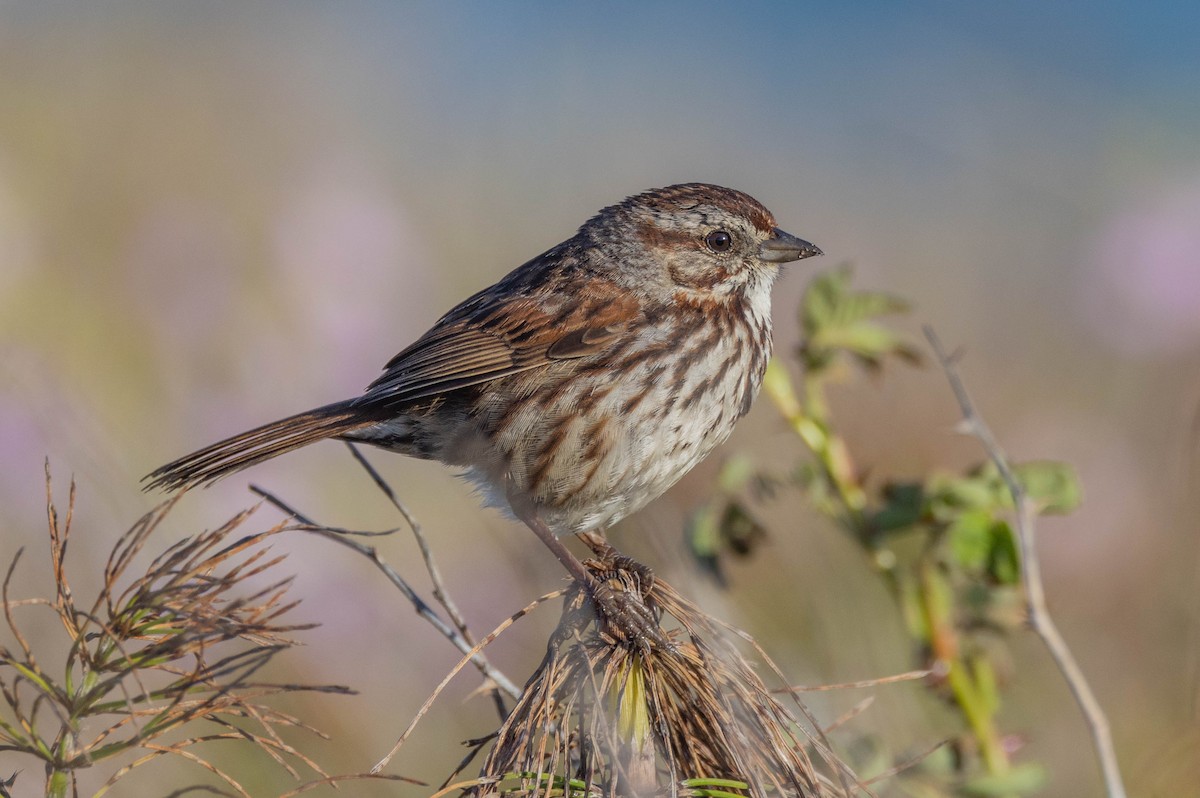 Song Sparrow (heermanni Group) - ML613851378