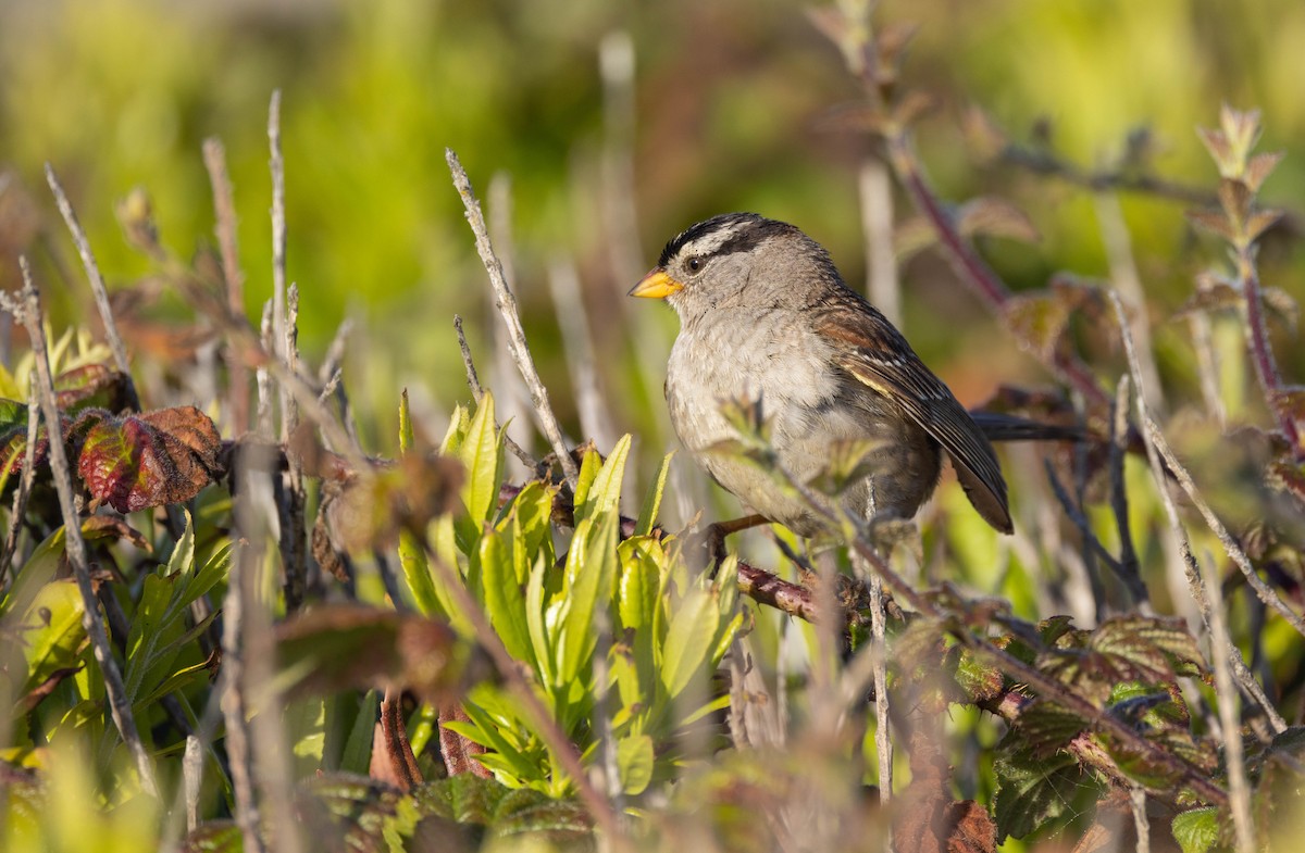 White-crowned Sparrow - ML613851388