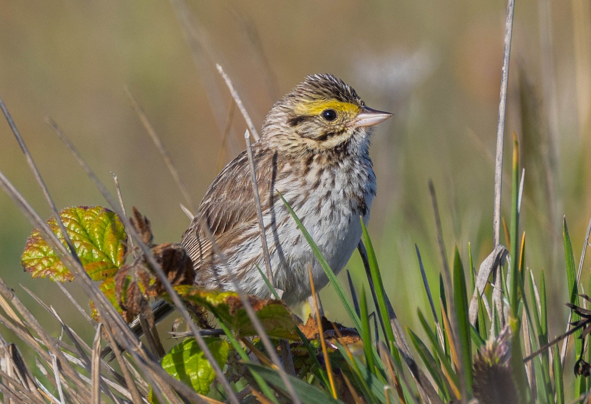 Savannah Sparrow (Savannah) - ML613851396