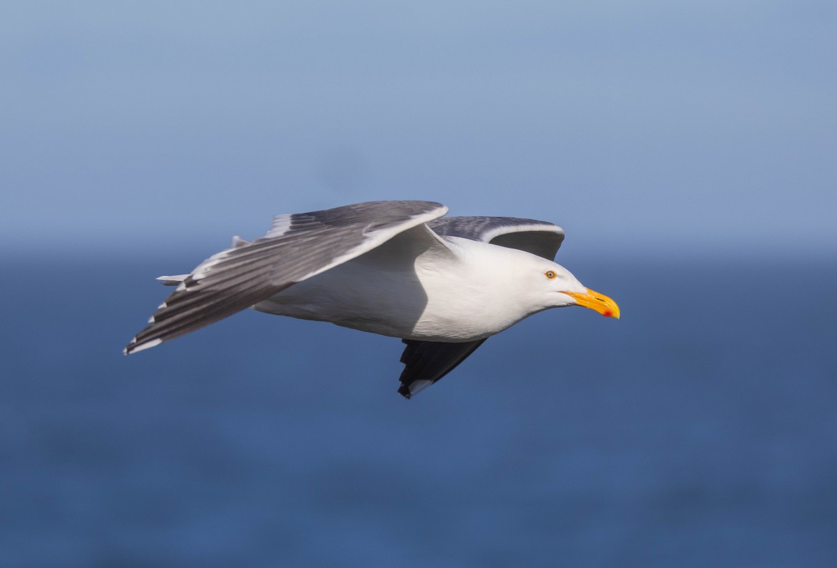 Western Gull - Peter Bedrossian