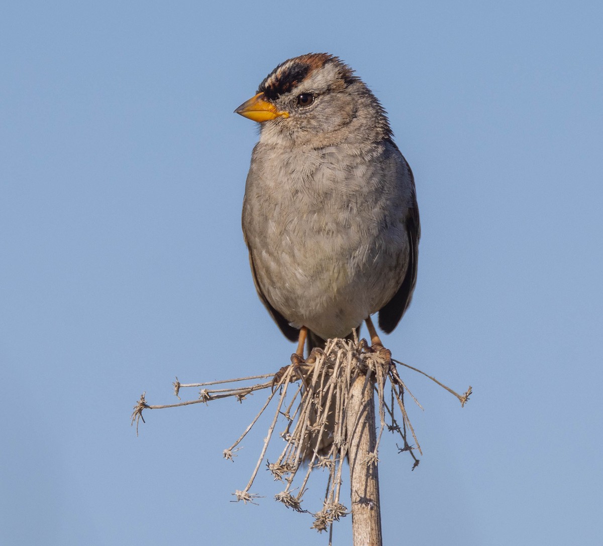 White-crowned Sparrow - ML613851405