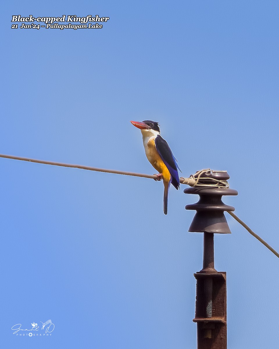 Black-capped Kingfisher - Gokul D