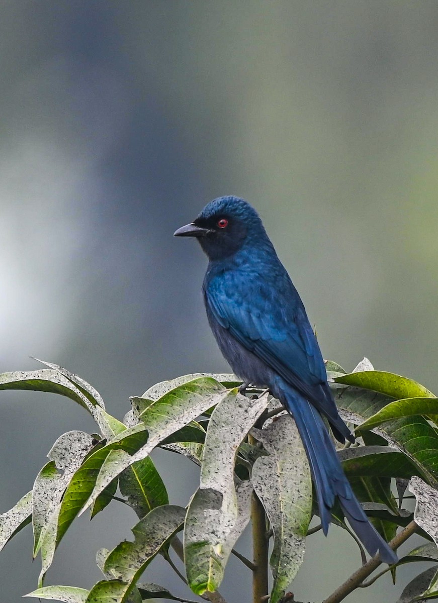 drongo kouřový - ML613851535