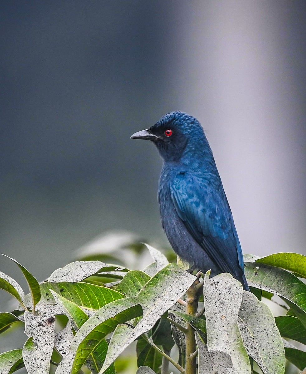 Kül Rengi Drongo - ML613851536