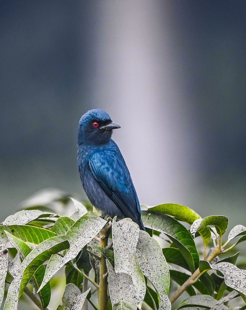 Ashy Drongo - ML613851537