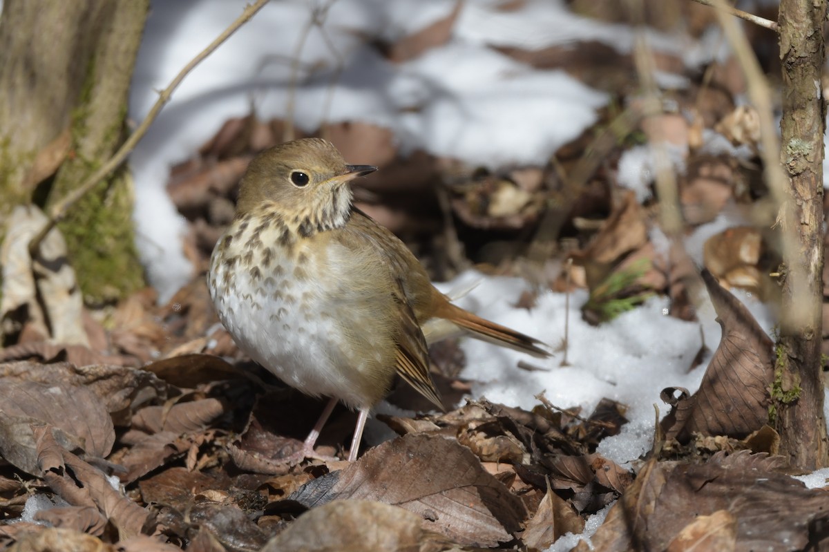 Hermit Thrush - ML613851571