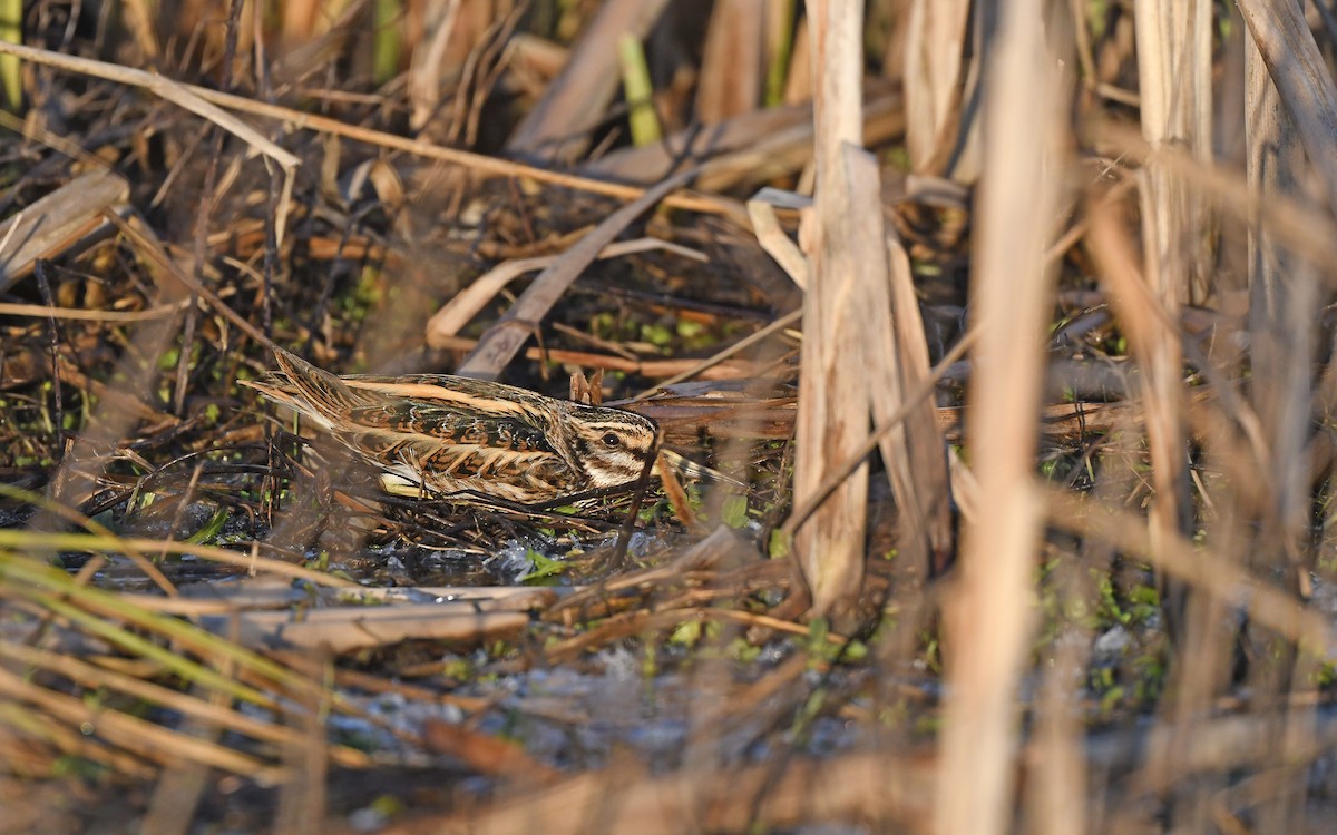 Jack Snipe - Christoph Moning