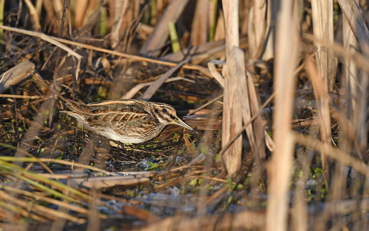 Jack Snipe - ML613851654