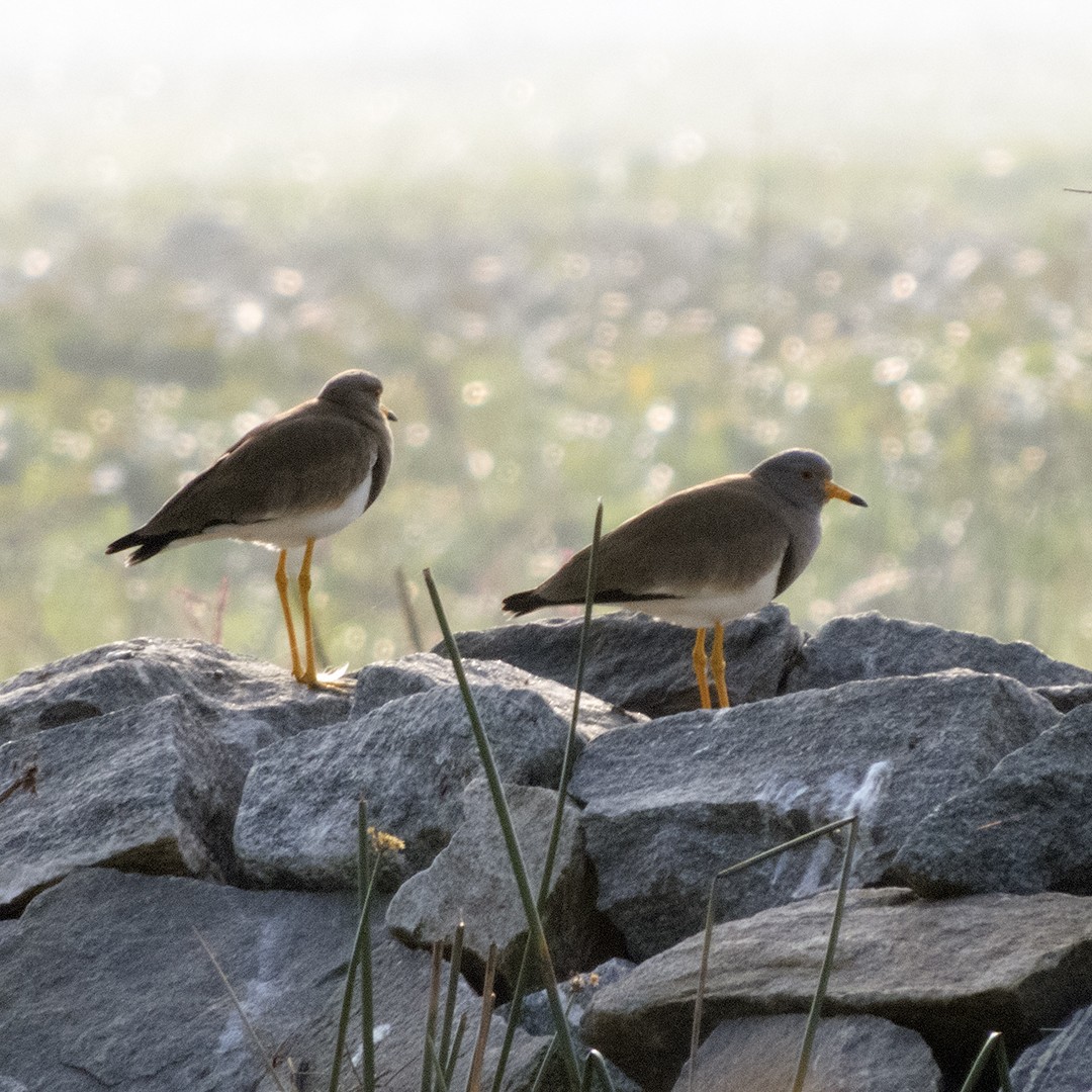 Gray-headed Lapwing - Tarachand Wanvari