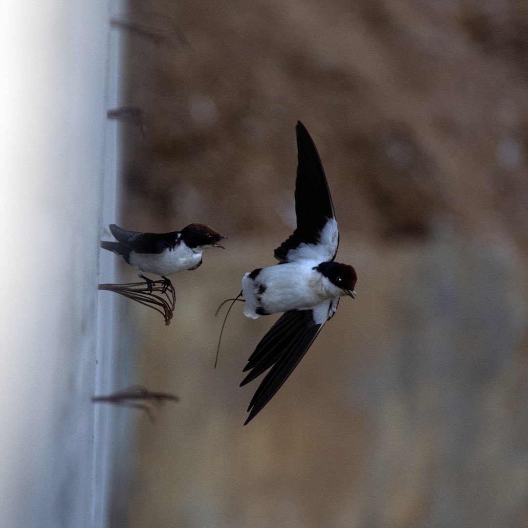 Golondrina Colilarga - ML613851702