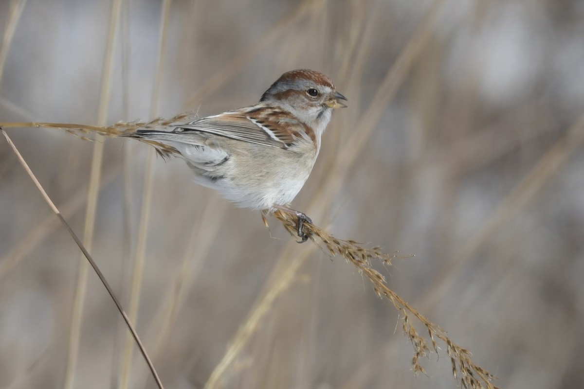 American Tree Sparrow - ML613851703