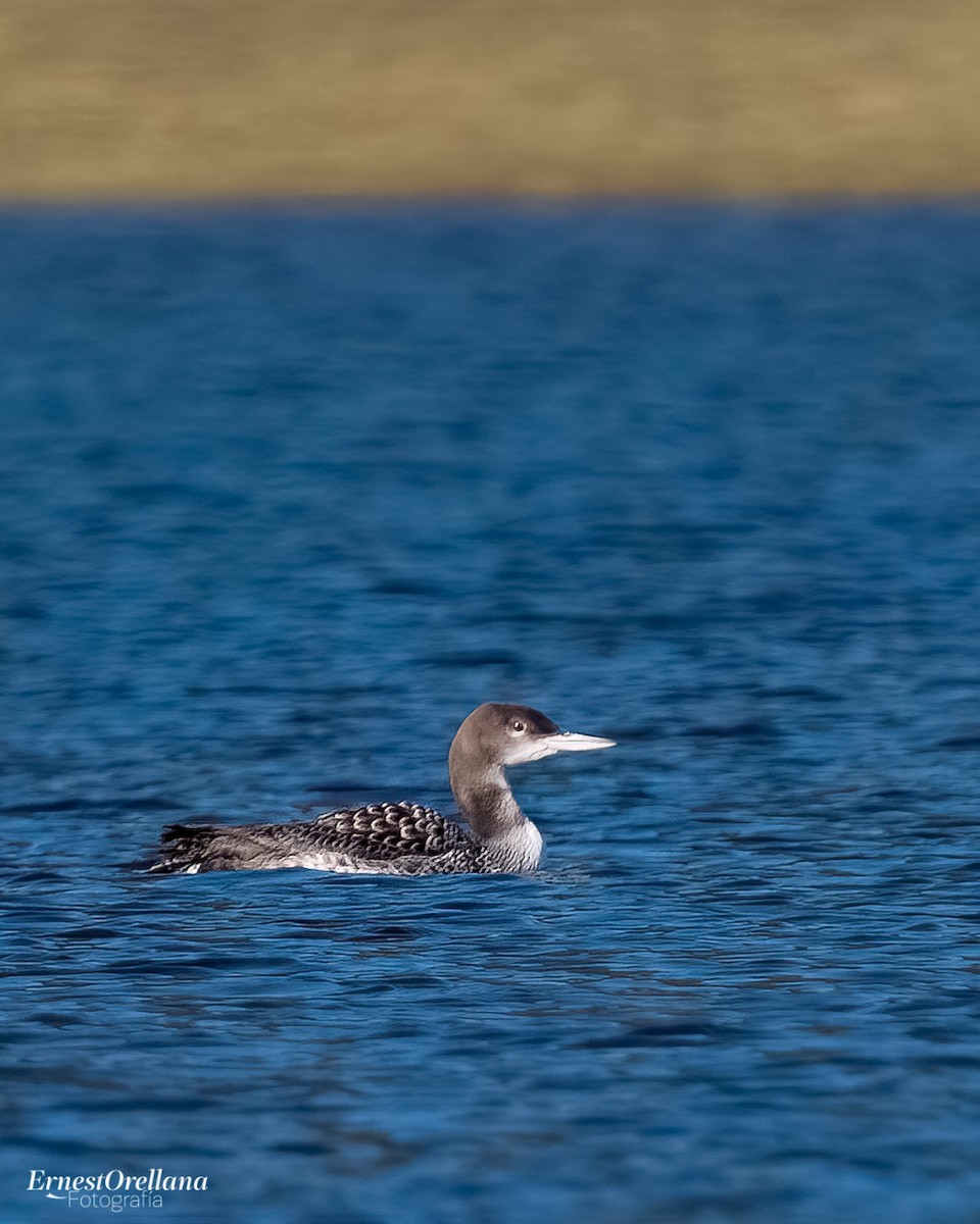 Common Loon - ML613851748
