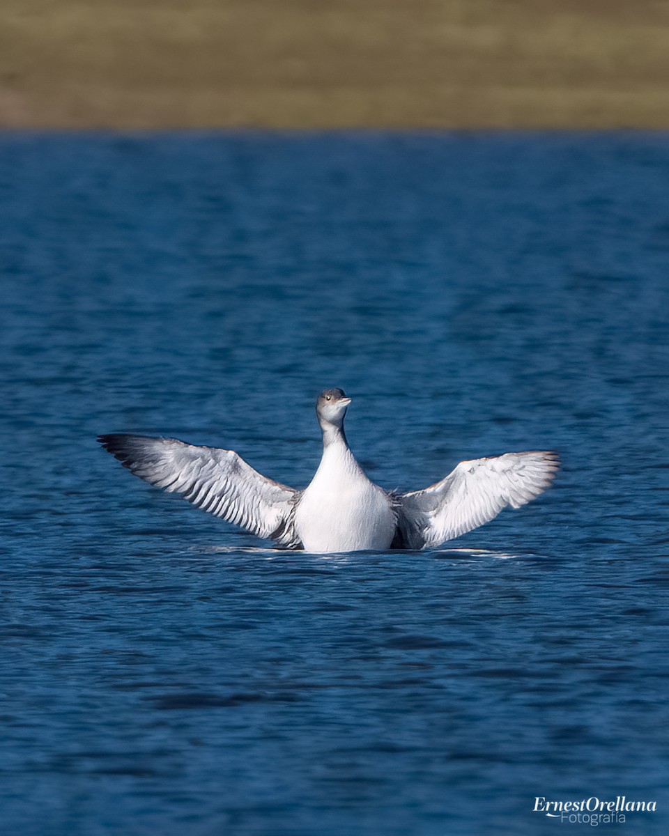Common Loon - ML613851749