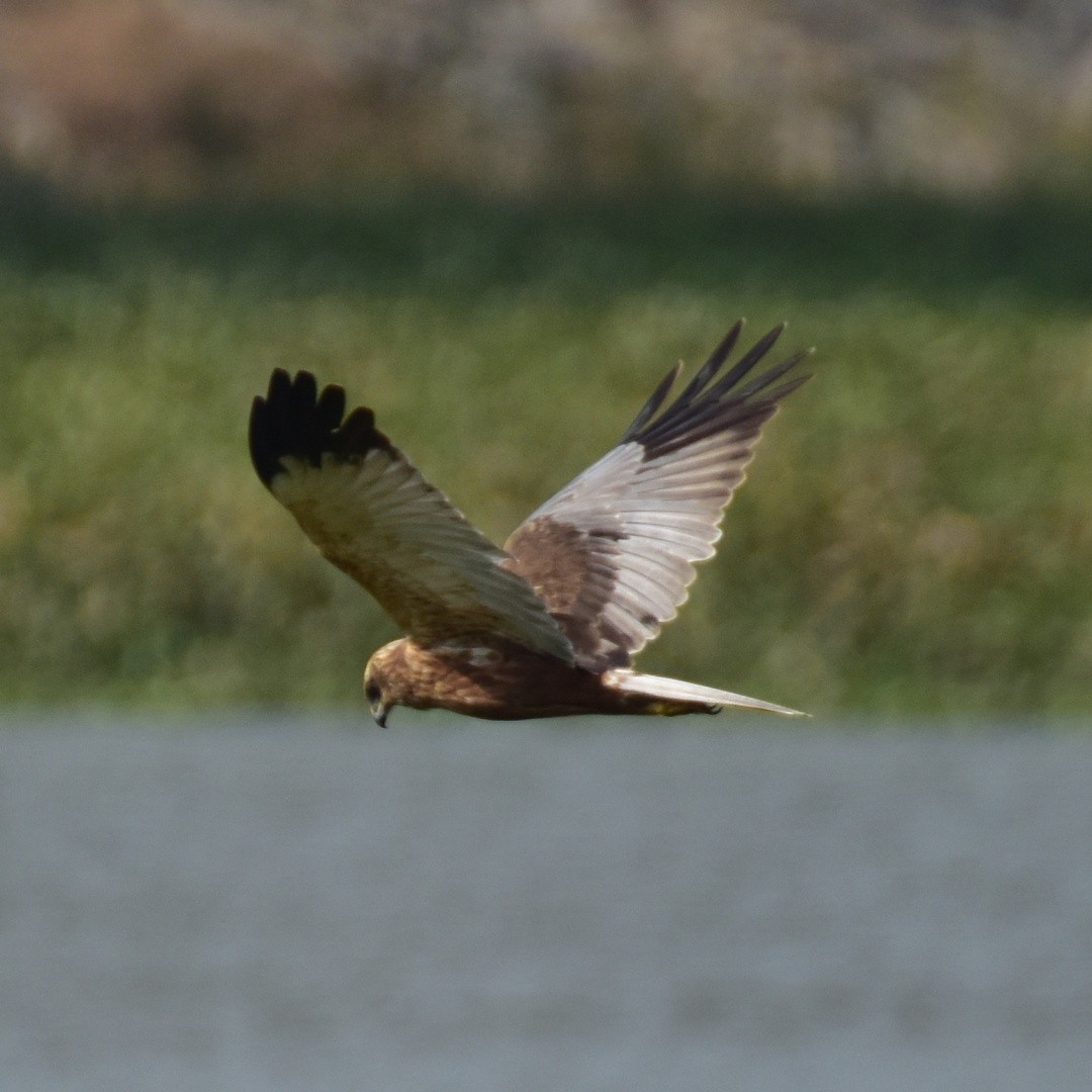 Western Marsh Harrier - ML613851759