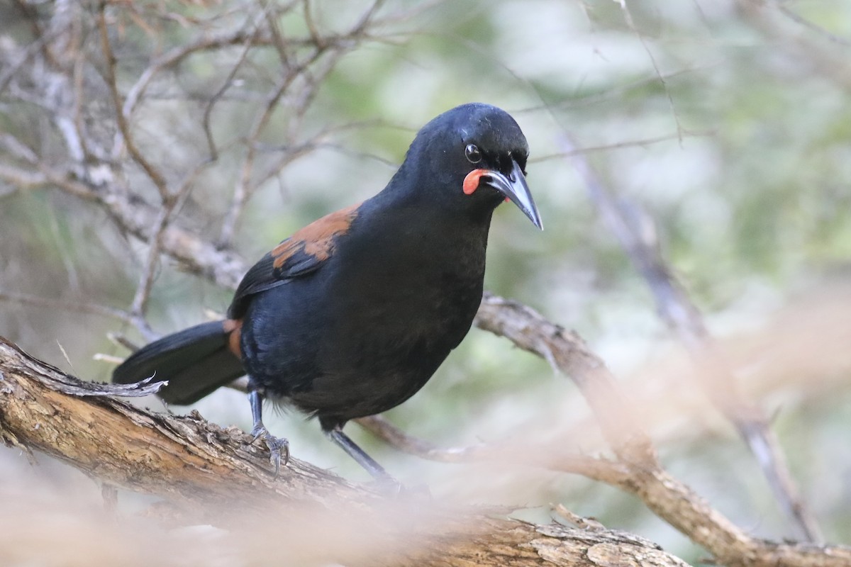 South Island Saddleback - ML613851760