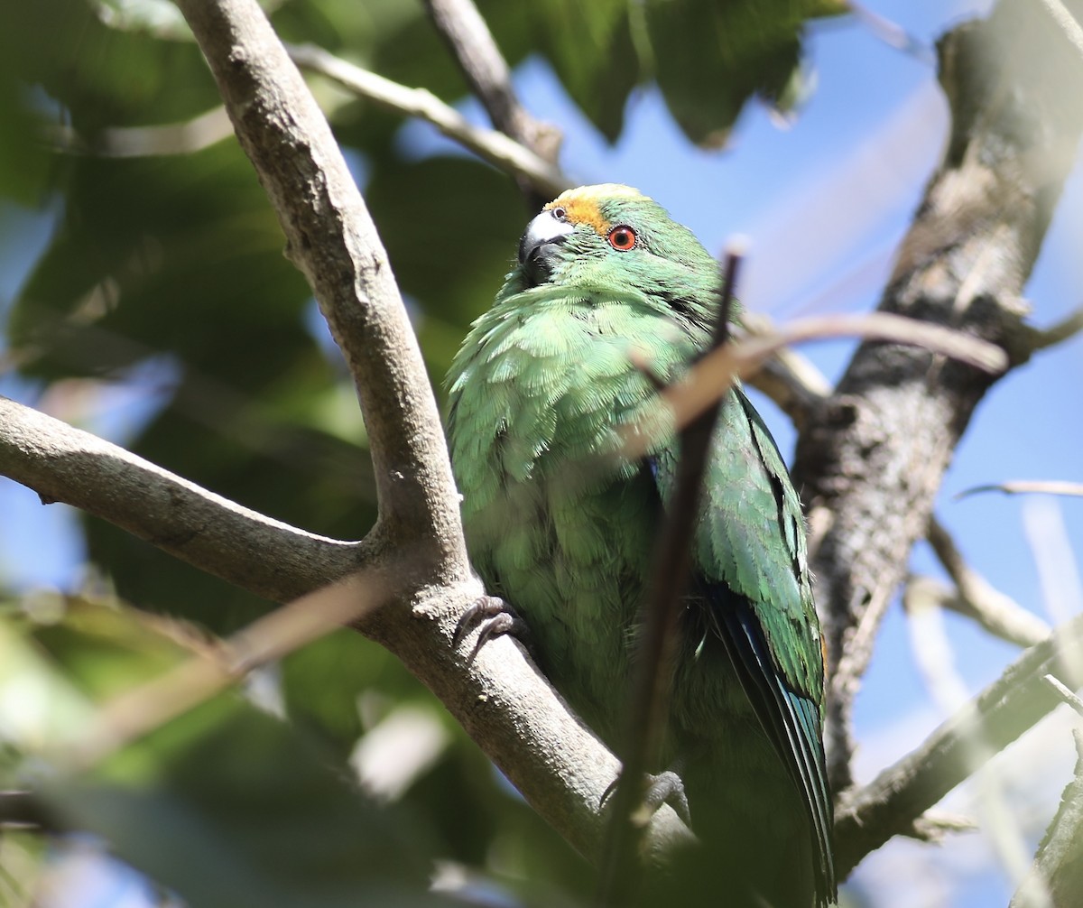 Malherbe's Parakeet - Gil Ewing