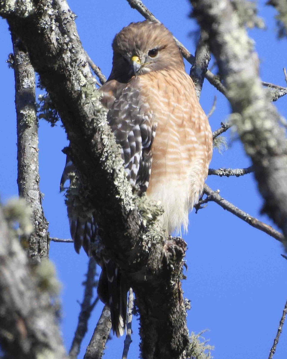 Red-shouldered Hawk - ML613851785