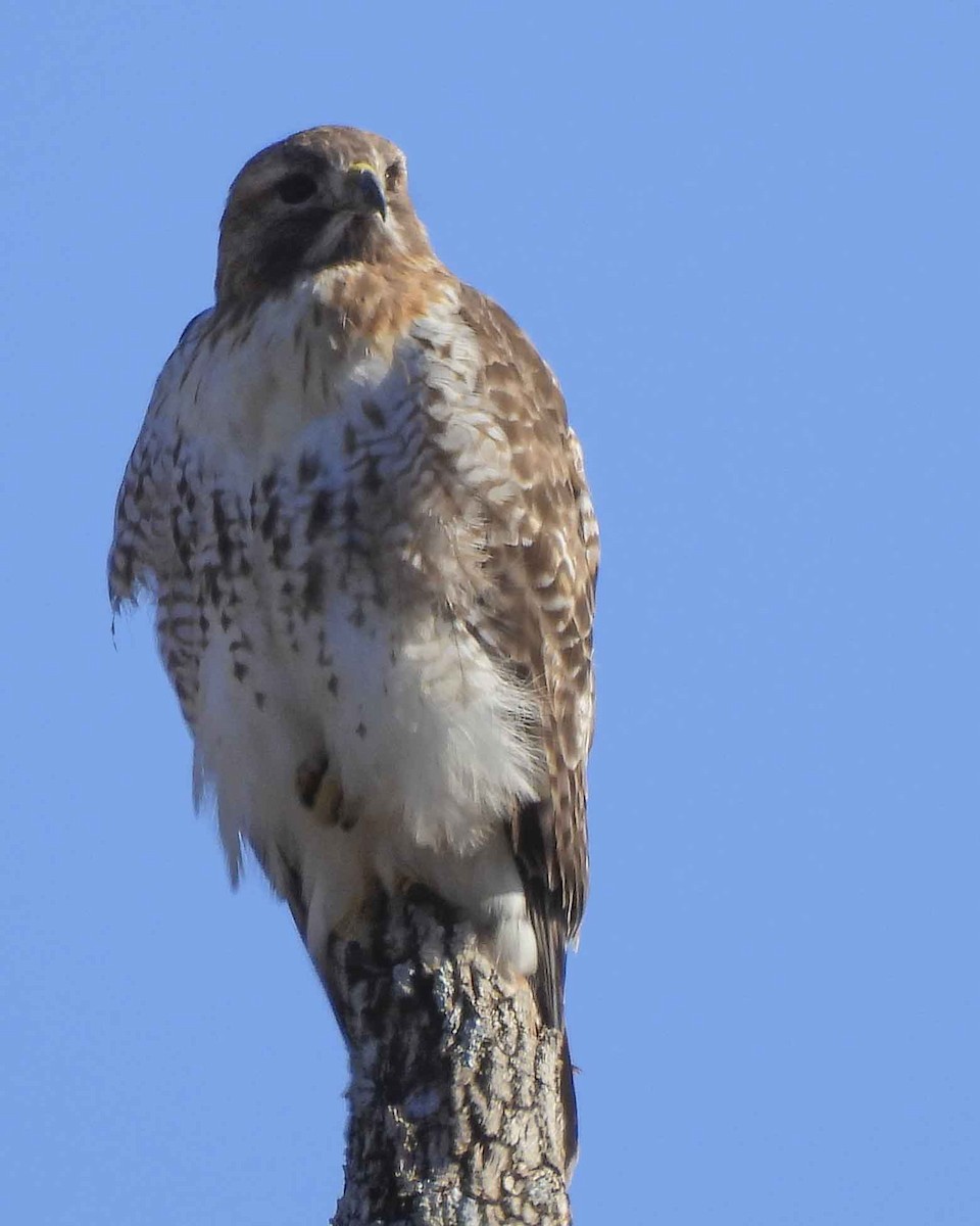 Red-tailed Hawk - ML613851804