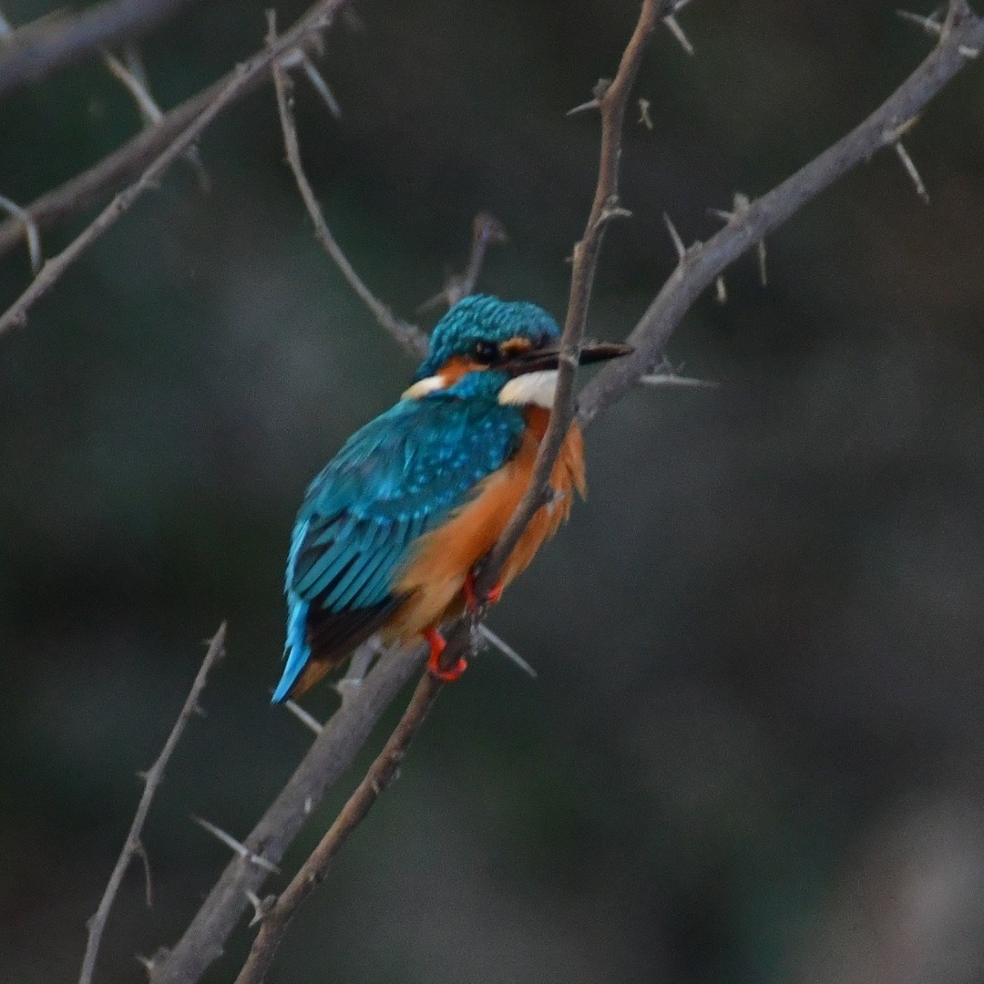 Common Kingfisher - ML613851806