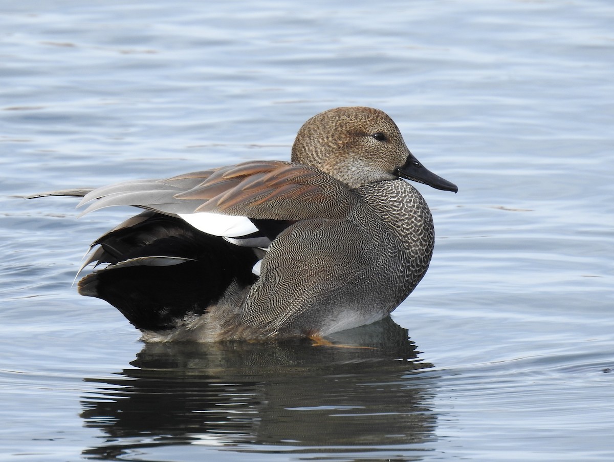 Gadwall - ML613851808