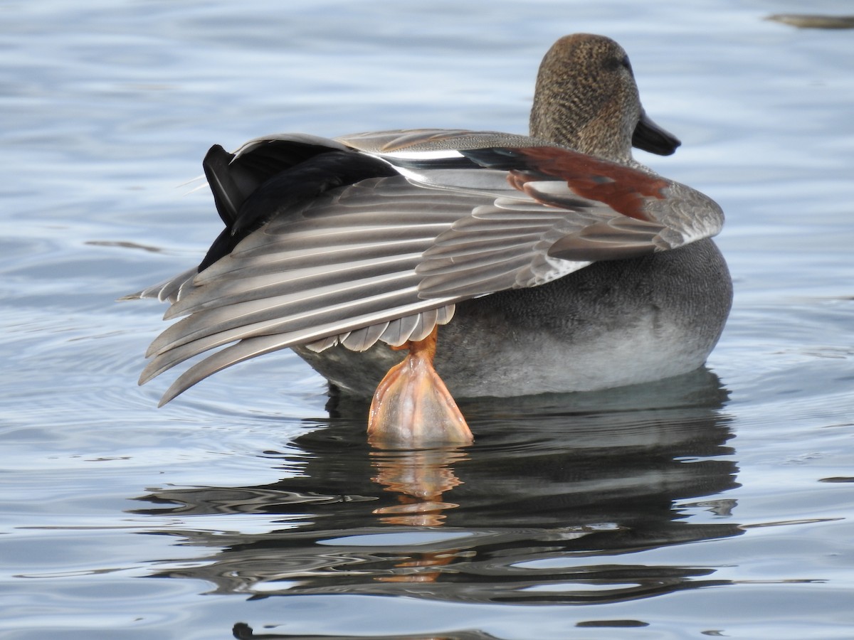 Gadwall - ML613851809