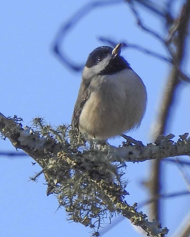 Carolina Chickadee - ML613851818