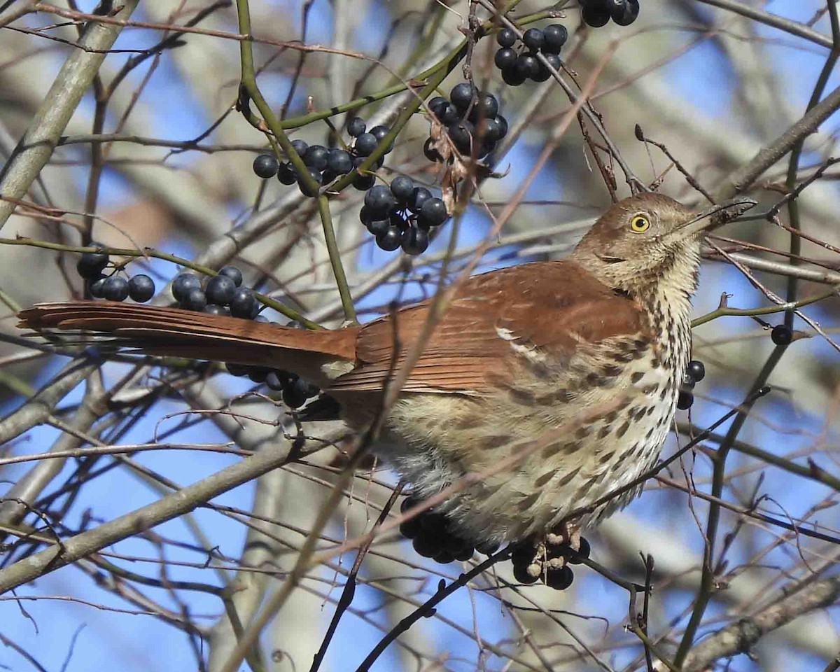 Brown Thrasher - ML613851822