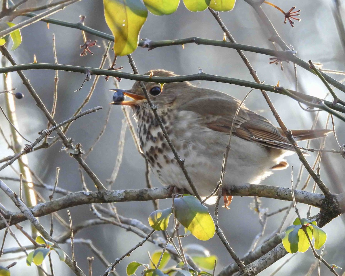 Hermit Thrush - ML613851824