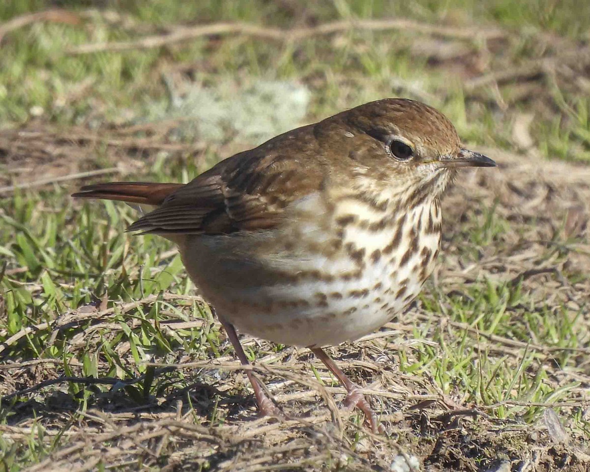 Hermit Thrush - ML613851827