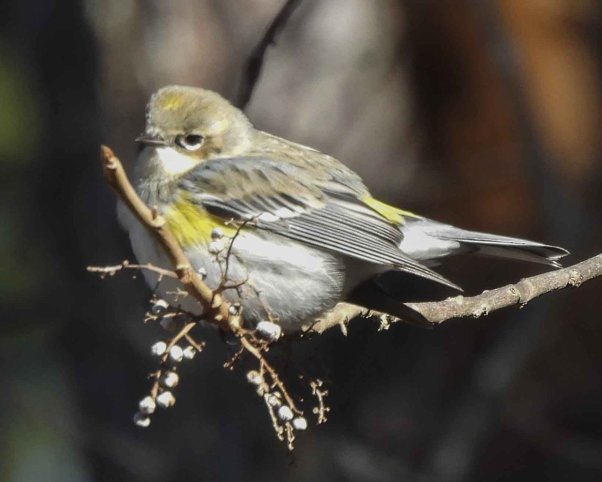 Paruline à croupion jaune - ML613851850