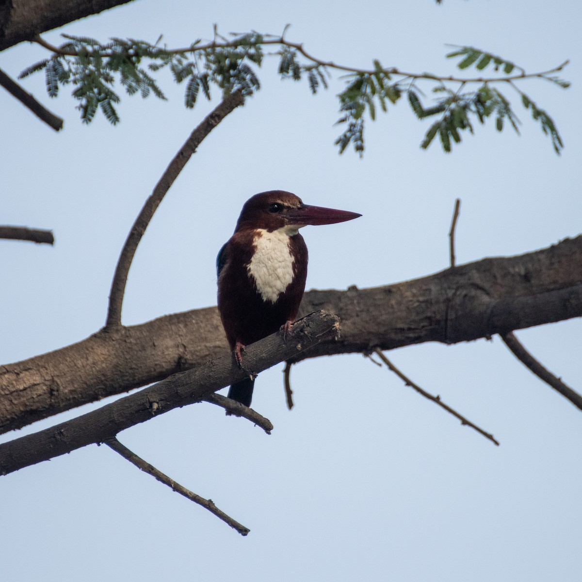 White-throated Kingfisher - ML613851882