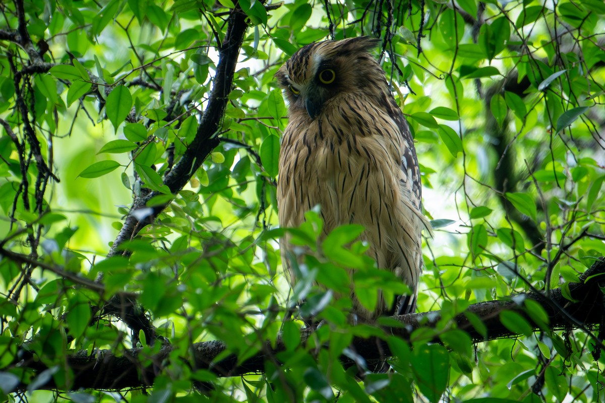 Buffy Fish-Owl - ML613851973