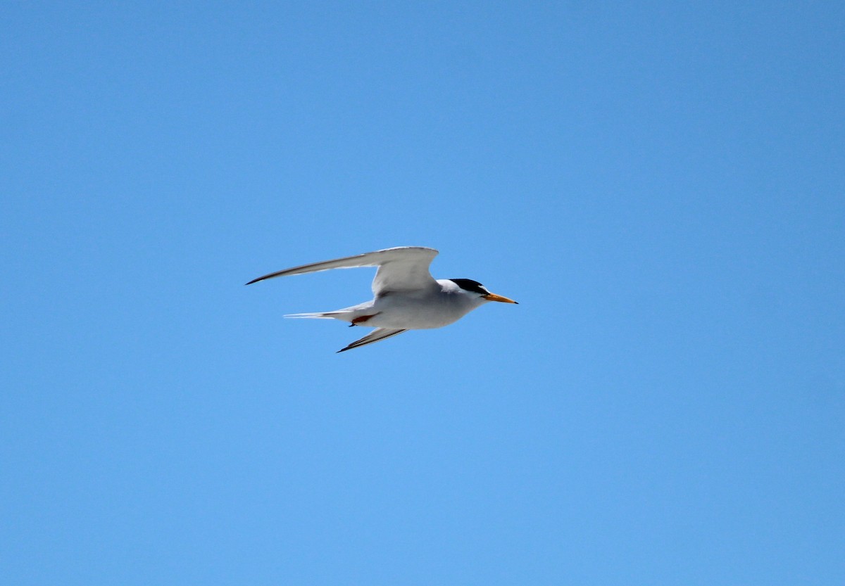 Least Tern - ML61385201