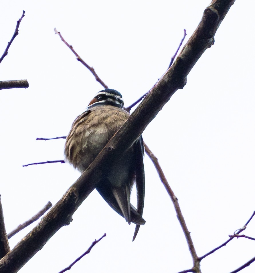 Whiskered Treeswift - ML613852029