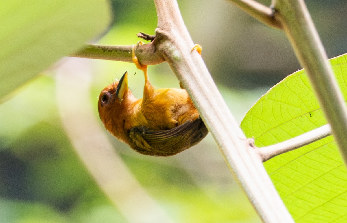 Rufous Piculet - Soo sing Loke