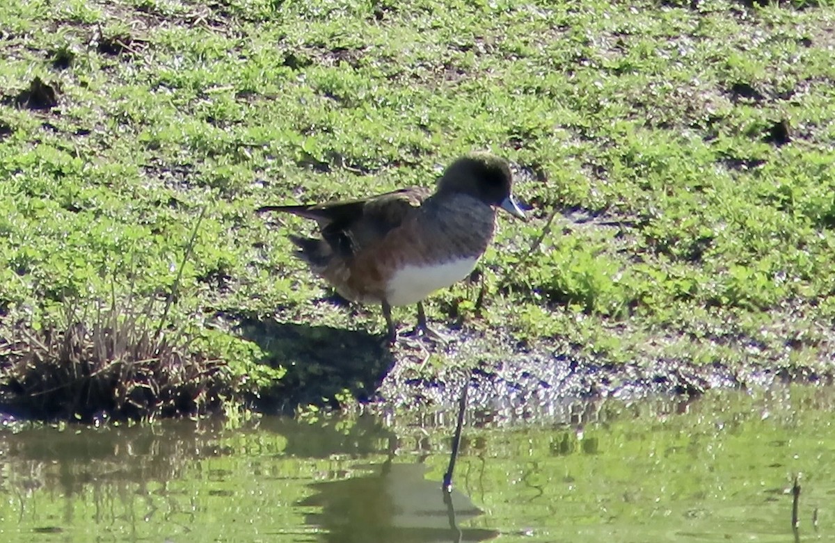 American Wigeon - ML613852057