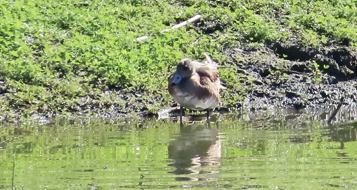 American Wigeon - ML613852059