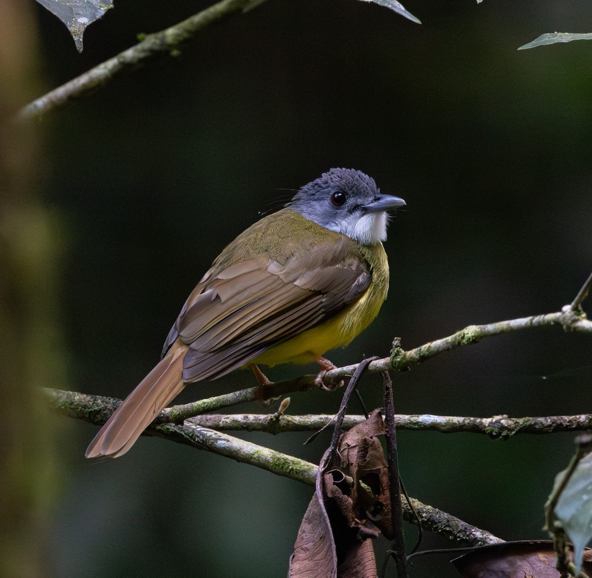 Yellow-bellied Bulbul - ML613852097