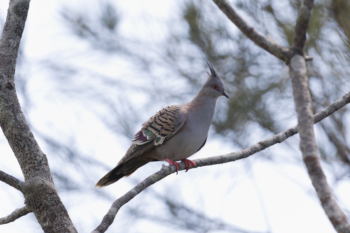 Crested Pigeon - ML613852178