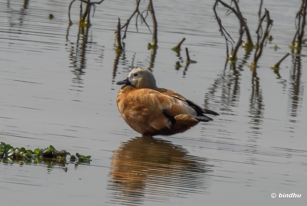 Ruddy Shelduck - ML613852331