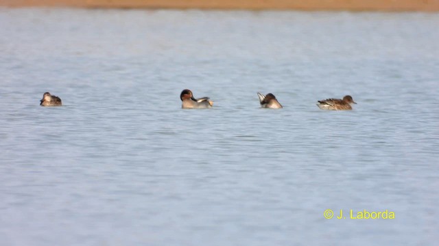 Green-winged Teal - ML613852412
