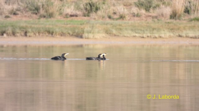 Great Cormorant - ML613852424