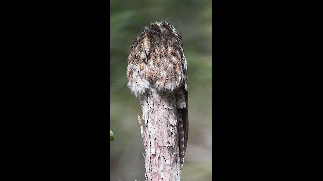 Andean Potoo - ML613852472