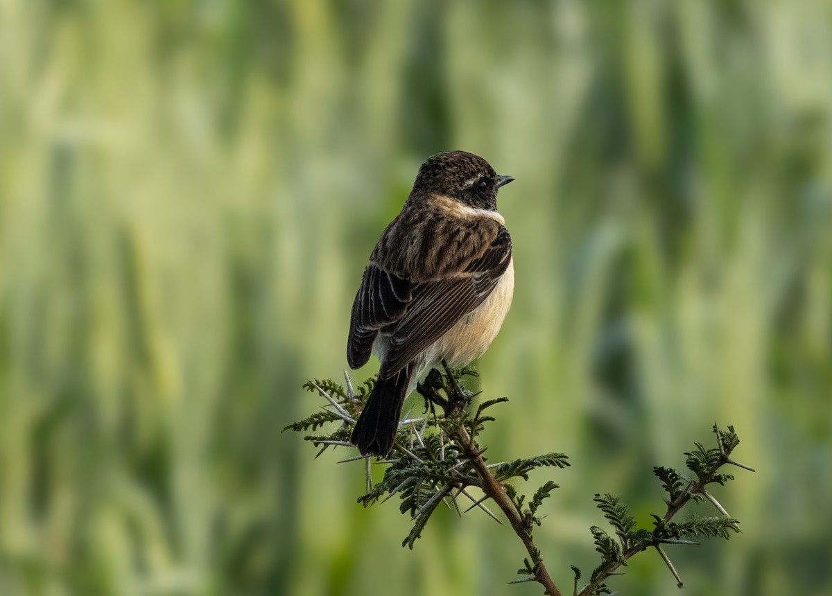 Siberian Stonechat - ML613852557