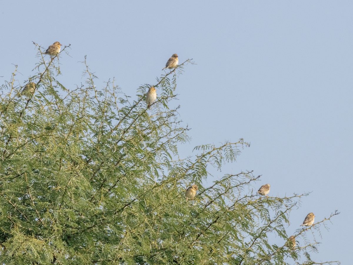 Baya Weaver - ML613852560