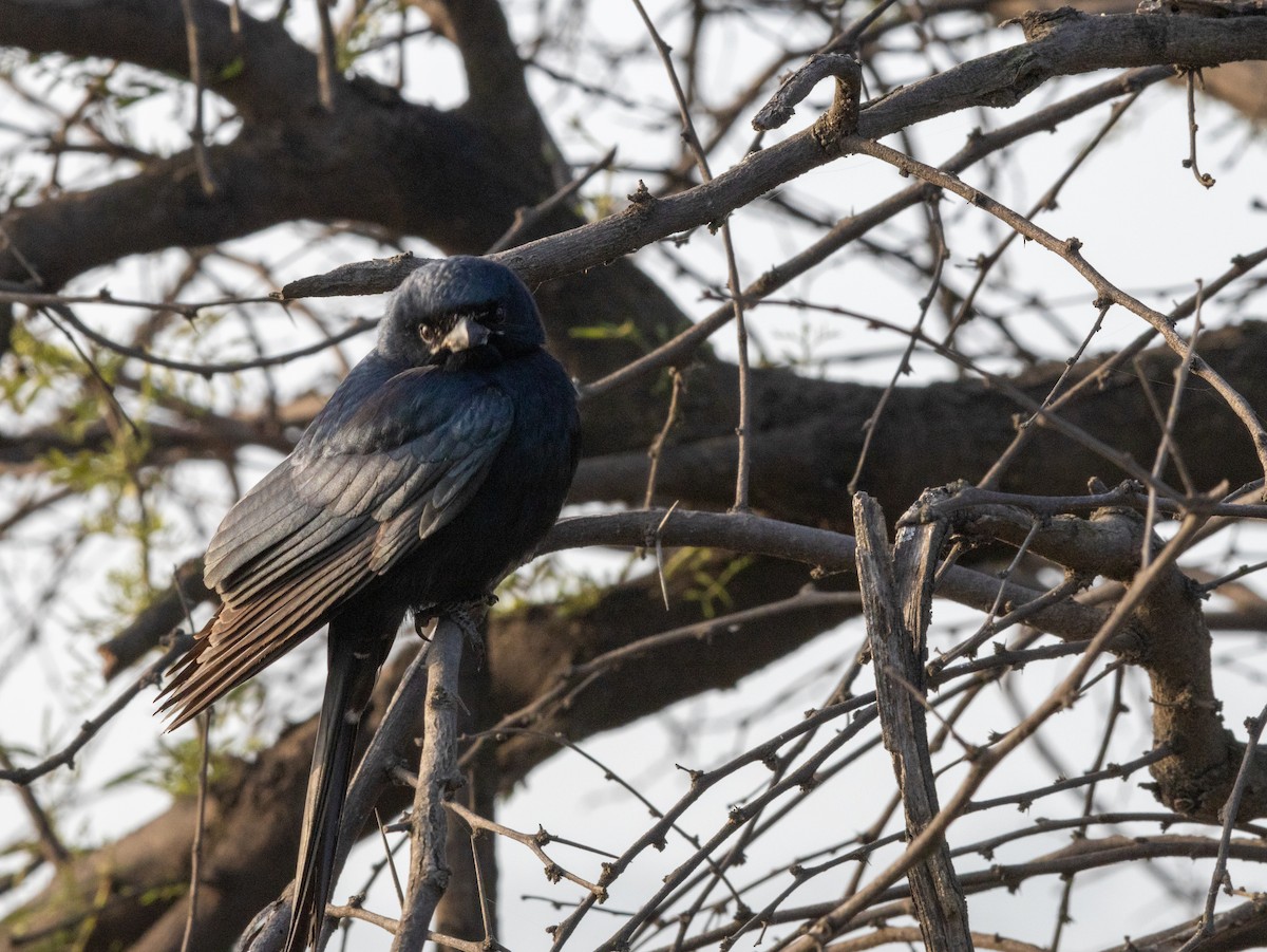 Black Drongo - ML613852567