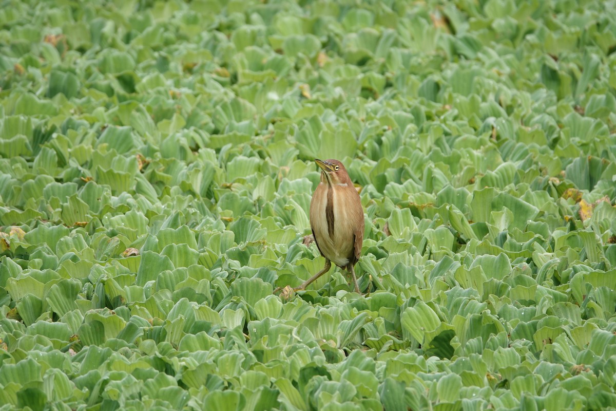 Cinnamon Bittern - ML613852570