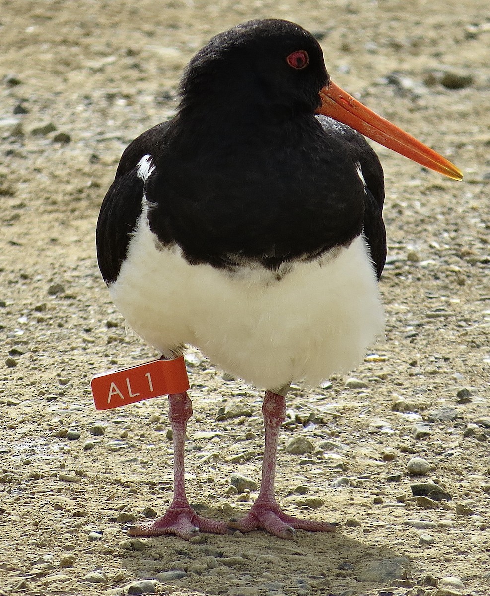 South Island Oystercatcher - ML613852645