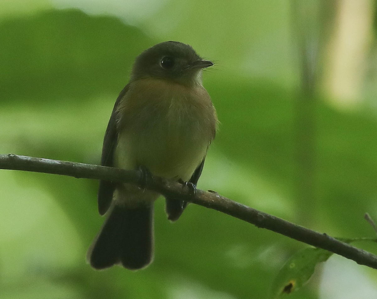 Black-tailed Flycatcher - ML613852708